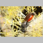 Sphecodes pellucidus - Blutbiene w002b 9mm - Sandgrube Niedringhaussee-det.jpg